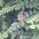 Carmel High School Basaveshwar nagar Biopark Universit 10