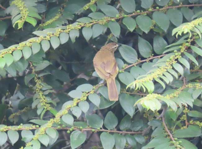 Carmel High School Basaveshwar nagar Biopark Universit 10