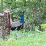 Carmel High School Basaveshwar nagar Biopark Universit 12