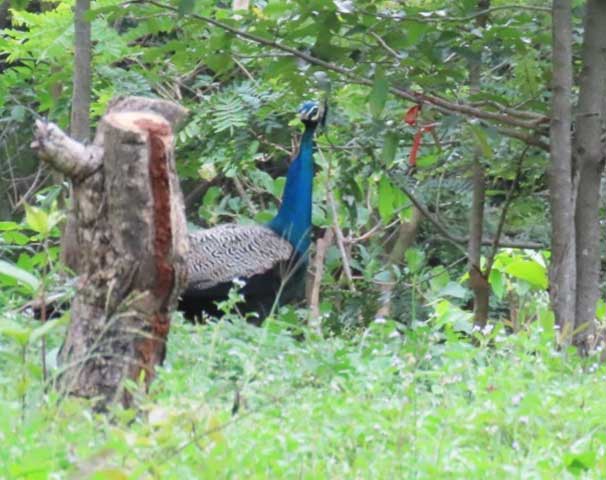 Carmel High School Basaveshwar nagar Biopark Universit 12