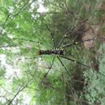 Carmel High School Basaveshwar nagar Biopark University 2