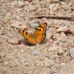 Carmel High School Basaveshwar nagar Biopark University 6