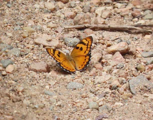 Carmel High School Basaveshwar nagar Biopark University 6