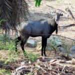 Ebenizer International school at Bannerghatta Biological park 1
