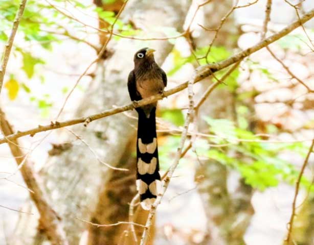 Ebenizer International school at Bannerghatta Biological park 10