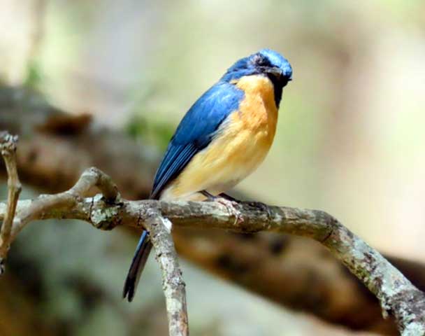 Ebenizer International school at Bannerghatta Biological park 11