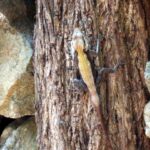 Ebenizer International school at Bannerghatta Biological park 12