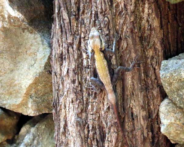 Ebenizer International school at Bannerghatta Biological park 12