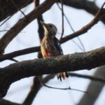 Ebenizer International school at Bannerghatta Biological park 13