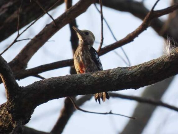 Ebenizer International school at Bannerghatta Biological park 13
