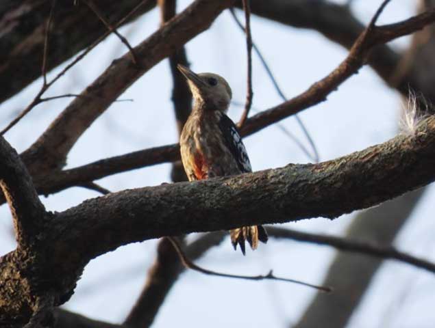 Ebenizer International school at Bannerghatta Biological park 13
