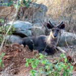 Ebenizer International school at Bannerghatta Biological park 5