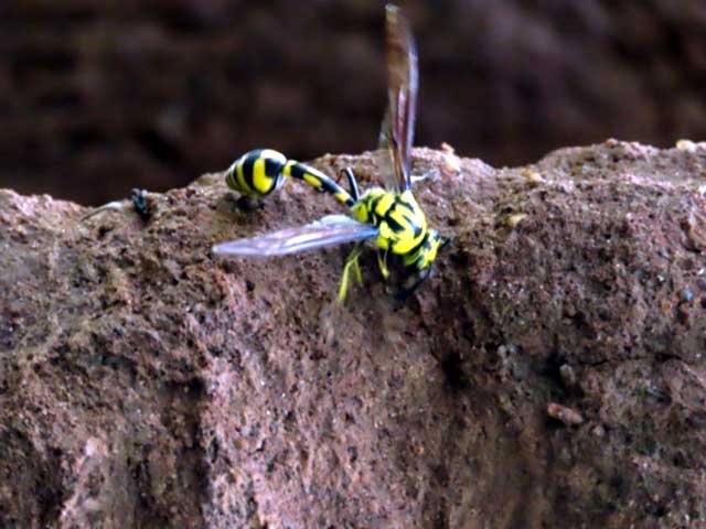 Field trip NHVPS RR nagar branch students Biopark Bangalore University 10