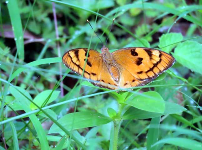 Field trip NHVPS RR nagar branch students Biopark Bangalore University 5