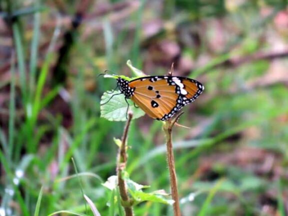 Field trip NHVPS RR nagar branch students Biopark Bangalore University 6
