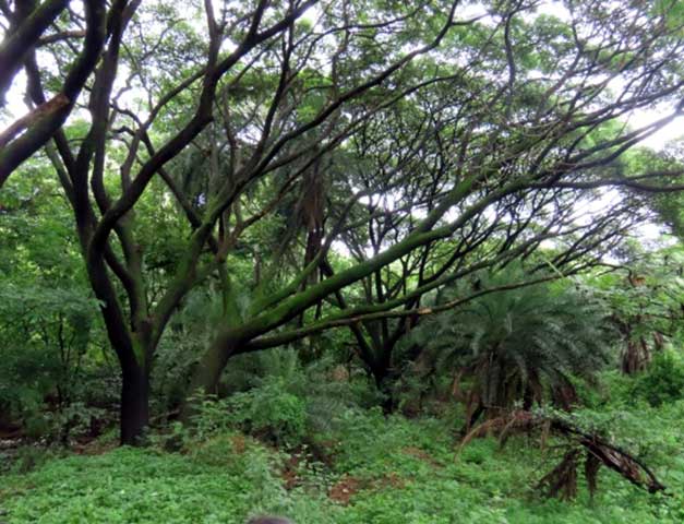 Field trip NHVPS RR nagar branch students Biopark Bangalore University 9
