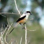 G56 of NPS Kudlu at Organic farm and garden at Hosur Tamil Nadu 15