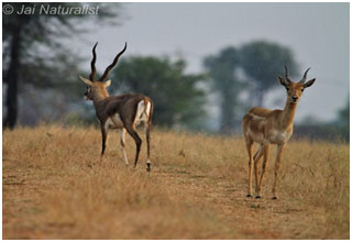 Jayamangali Blackbuck sanctuary 4