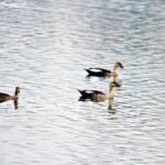 Lawrence magazine report 31