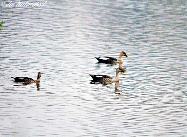 Lawrence magazine report 31