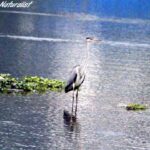 Lawrence magazine report 32