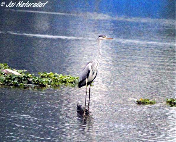 Lawrence magazine report 32