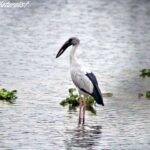 Lawrence magazine report 33