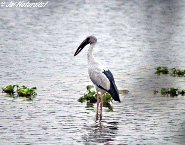 Lawrence magazine report 33