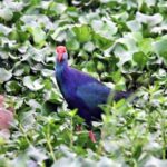 Lawrence magazine report 34