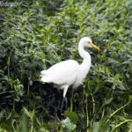 Lawrence magazine report 35