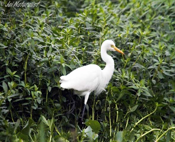 Lawrence magazine report 35