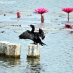 Lawrence magazine report 36