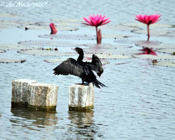 Lawrence magazine report 36