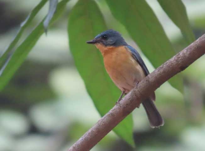 nature study camp for G7 students of NPS Kudlu branch at Bannerghatta Biological park 2