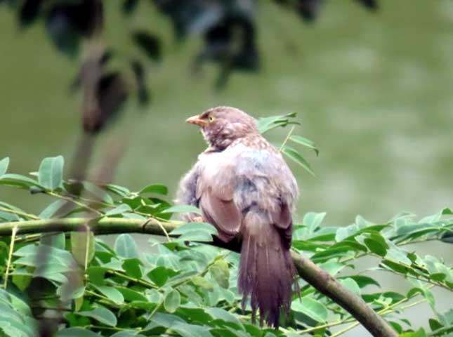 nature study camp for G7 students of NPS Kudlu branch at Bannerghatta Biological park 3