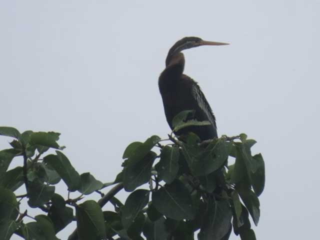 nature study camp for G7 students of NPS Kudlu branch at Bannerghatta Biological park 4