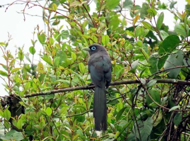 nature study camp for G7 students of NPS Kudlu branch at Bannerghatta Biological park 5
