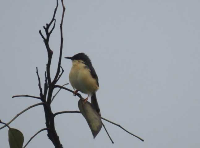 nature study camp for G7 students of NPS Kudlu branch at Bannerghatta Biological park 8