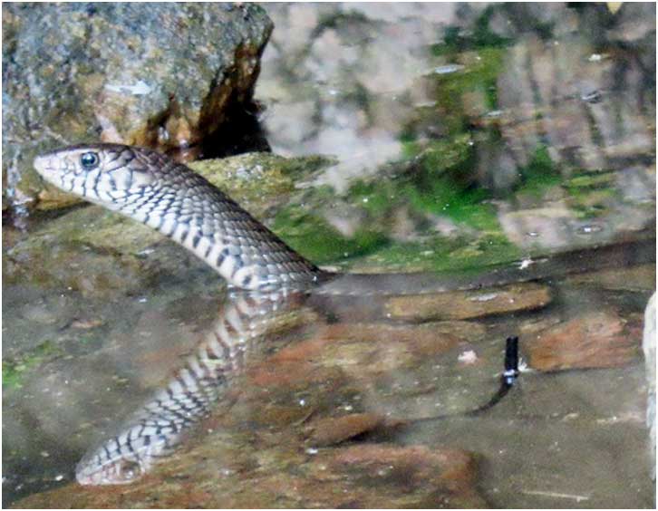 pench tiger reserve special monsoon camp 24