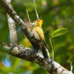 Sustainable community-led winter journey in the Eastern Himalayas with nature learning and birding experiences