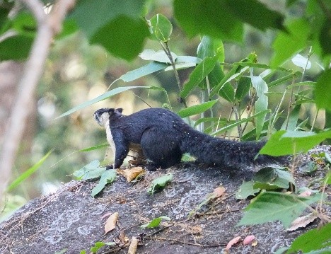 Sustainable community-led winter journey in the Eastern Himalayas with nature learning and birding experiences