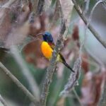 Sustainable community-led winter journey in the Eastern Himalayas with nature learning and birding experiences