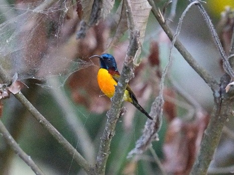 Sustainable community-led winter journey in the Eastern Himalayas with nature learning and birding experiences