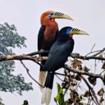 Sustainable community-led winter journey in the Eastern Himalayas with nature learning and birding experiences