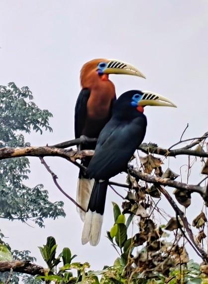 Sustainable community-led winter journey in the Eastern Himalayas with nature learning and birding experiences